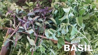 Produce Beat:  Basil