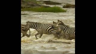 Crocodile Hiding Underwater Waiting for Opportunity to Attack Zebra #zebra #crocodile #wildanimals