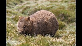 VLOG #2 - Best of Tasmania - Freycinet NP - Bay of Fires - Cradle Mountain - Mount Field - drone 4K