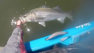 An all nighter bass/bluefish kayak combo