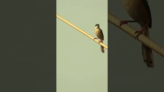 Incredible Singing by Ashy Prinia #ytshorts #shorts #youtubeshorts #ytshort #short  #birds