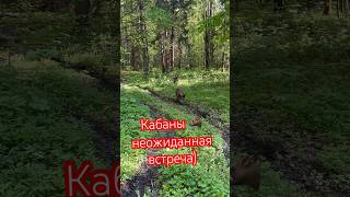 #кабан #семьякабанов #охотанакабана