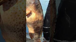 Ikan Kerapu 10 Kilogram Hasil Mancing Nelayan #shortsvideo #shortvideo