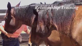 Holistic Horse Training Pillars - Tao of Horsemanship