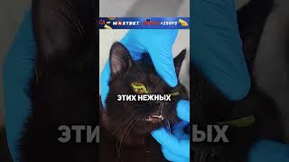 🐱👁 Тайна капель для глаз: что скрывается за этим ритуалом? #freekino