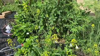 Butterflies in veggie patch