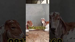 best results of Kanhaiya gir Bull || top gir breeding farm