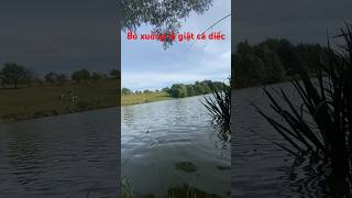 Không ngờ chổ này cá nhiều thế,bỏ xuống là giật #fishing #shortsvideo