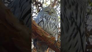 Длиннохвостая Неясыть / Ural Owl #птицы #birds #owl #сова #неясыть