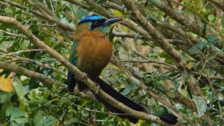 Some bird shots of Costa Rica