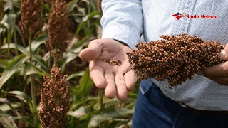 VIP Tour Sorgo - Taquarituba-SP