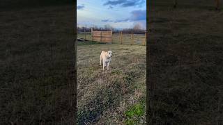 🔱Зевс и Гера ⚜️ #dog #волкодав #чабан #сао #щенки #алабай #puppy #овчарка #sheeps