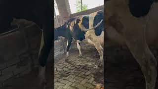 #nomore #rip #viralvideo #shortvideo #shorts #farming #phddairywala #cow #hfcow #ytshorts