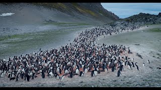 Bicontinentales - La salud de los pingüinos