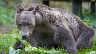 UK Does First Brain Surgery On A Brown Bear