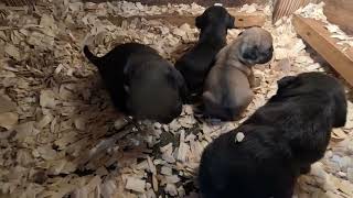 Baby Pugs starting to walk #babypug #babypuppy #pugs #puglife