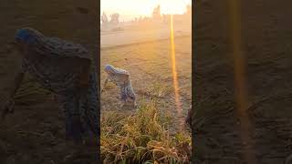 Rice Harvesting 🌾🌾😍