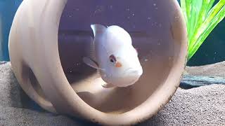 White midas Citranellum Amphilophus spawning