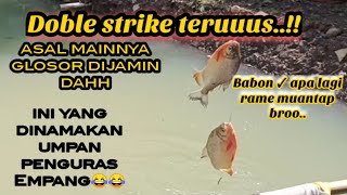 Suka pakai umpan cacing??campurkan ini,,!!baru Umpan penguras empang,,Umpan bawal harian paling jitu