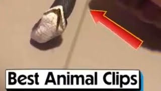 Best Animal Clips I @PoopbutCool