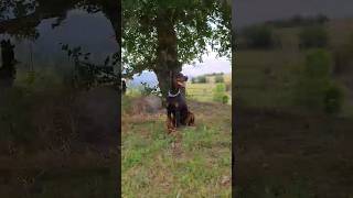 Amerikan Doberman vs Kangal