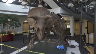 Triceratops skeletal cast 'lives' in SEEC