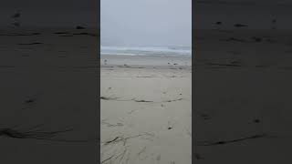 running along Asilomar beach in California #running #exercise #beach