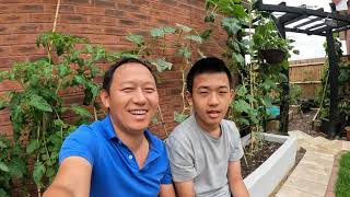 Amazing Harvest Vlog With My Son | Backyard Garden Tour & Harvest | Gardening Vlog | NepaliFamilyUK