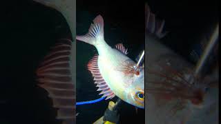 NIGHT SPEARFISHING INDONESIA #nightspearfishing #fishing #spearfishingworld #fish #spearfishing