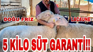 LACAUNE ALDIM PARAYI BULDUM | KUZU MAKİNASI KOYUNLAR!!