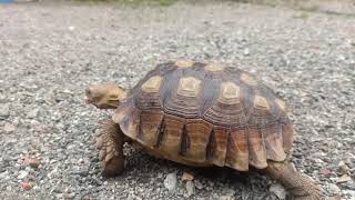 SULCATA FREE ROAMING FOR 30 MINUTES