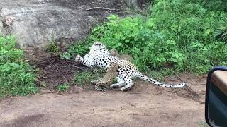 Leopard Cubs playing