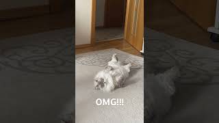 Do you wanna live with such a fluffy?? #animalspecies #funnyclip #funnyvideo