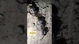 Big Ants VS Small Ants Territorial battle #shorts #fun #survival