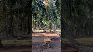 Jalan jalan!potong sawit pokok tinggi@mama lynna# #jalanjalan #jalan #sawit