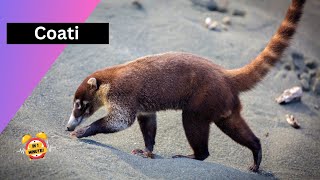 Did You Know Coatis Are Highly Social Creatures? 🦝 #Coatis #SocialAnimals