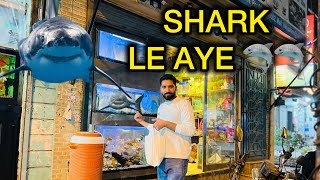 Shark le aye finally after long time