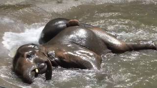 Elephant Enjoying In pool