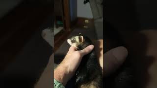 Lullaby for Gene#ferret #cute #ferretlove #song #lullaby #pets #cutepets