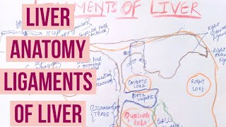 LIVER ANATOMY ( LIGAMENTS OF LIVER)3/3