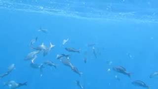 school of fish at Los Islotes near La Paz, BCS Mexico