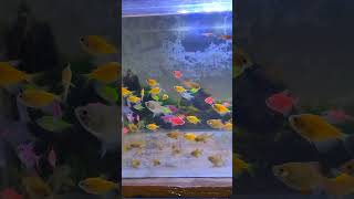 Widwo fishes were released in the Tank| Widwo Fishes @rdsaquatics #tetrafish #fish #youtubeshorts