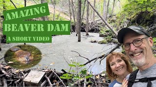 AMAZING Beaver Dam