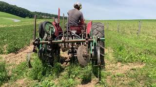 Picking mulberries and hilling potatoes