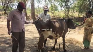 Two local cows Artificial Insemination.