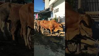 sapi kurban nya gede banget. #shorts#sapi#qurban#viral