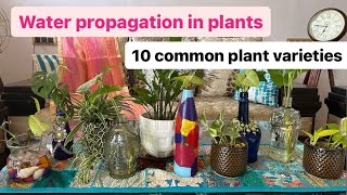 How to take care of indoor plants at home| 10 Common plant varieties to grow in water|