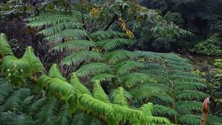 Lin Mei Giant Fern Tree - Lake - Yilan, Taiwan