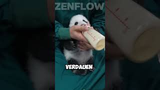 Panda Babysitter #panda #babysitting #deutsch