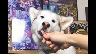 Husky ASMR  (Crunchy!!!)